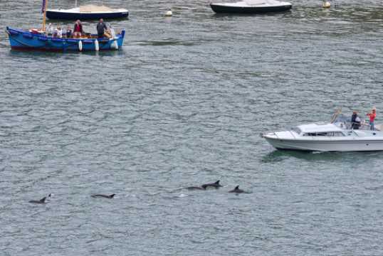 26 June 2021 - 10-41-28
I last snapped dolphins in the river back in January. Maybe this lot have now been double jabbed and thought it safe to return ?
---------------
Dolphin invasion of the river Dart, Dartmouth
